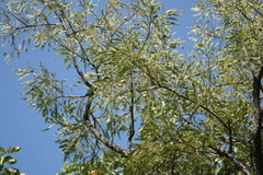 Phyllanthus indofischeri